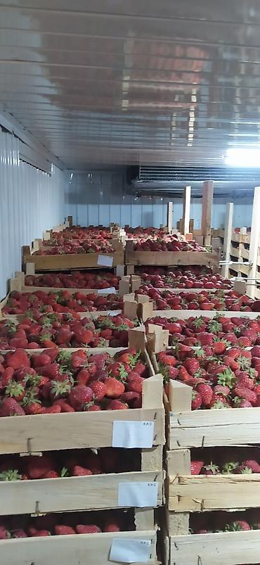 Клубника: Клубника — 10