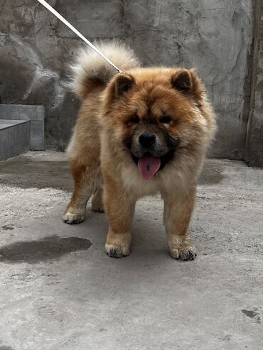 İtlər: Çau-Çau, 7 ay, Erkek, Sənədli, Pulsuz çatdırılma, Ünvandan götürmə — 4