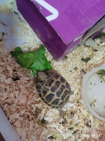 милые животные: Продаю очень милую черепаху, питается салатными листьями и многим