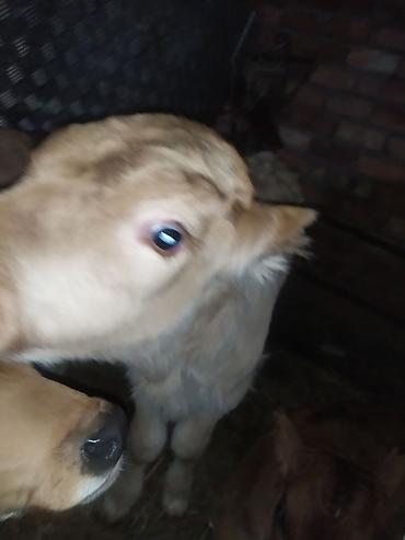 Коровы, быки: Продаю | Музоо, торпок | На откорм | Искусственник — 1