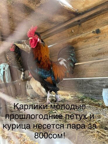 шапочки карнавальные цыплята: Карликовые куры. Пара: молодой прошлогодний петух и курица-несушка