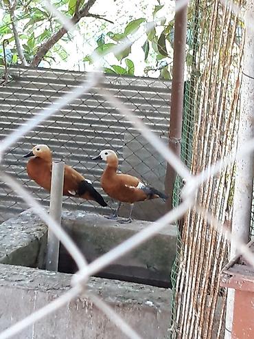 amadin qusu haqqinda: Narin ördəklər (Ruddy shelduck – turac rəngli su quşu) cütlük — 2