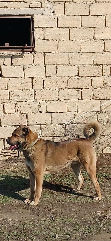 İtlər: Qurdbasar, 1 il, Erkek, Peyvəndli -da lalafo.az — 15 İtlər: Qurdbasar, 1 il, Erkek, Peyvəndli — 15