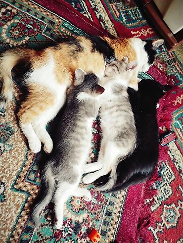 египетский кошка: Котята от домашней кошки - Помёт из трёх котят разной масти — 1