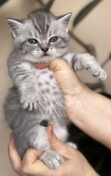 Pişiklər: Şotland — 16