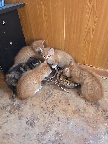 Раздаю котят даром . 4 рыжих и 2 черно рыжих