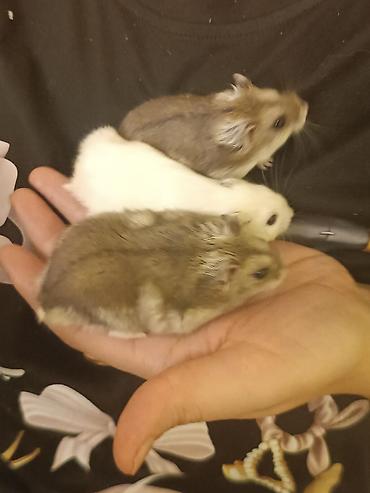 hamster qiymetleri: Hamsterlər – cırtdan növ (cütdən və ya ayrı-ayrılıqda) 30 ədətdi - — 6