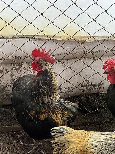 Куры, петухи: Продаю | Куры, Петух | Для разведения — 7