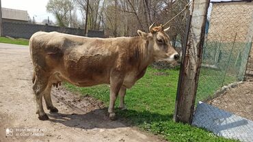 коровы ангус: Продаю | Корова (самка) | Алатауская, Швицкая | Для разведения, Для молока | Племенные, Стельные
