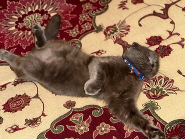 Pişiklər: Şotland yastı qulaq — 6