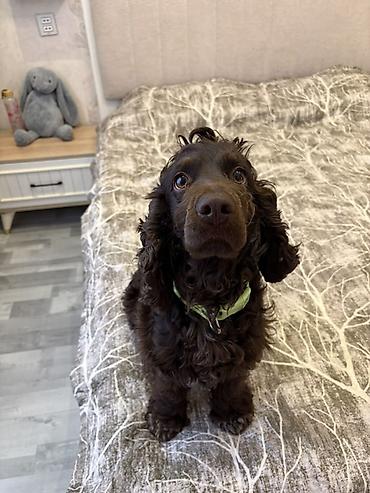 Başqa xidmətlər: Cocker spaniel Cütləşməyə dişi axtarırıq Unvan binə qəsəbəsi. Alex — 18