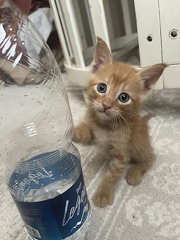 рыжая кошка: Кошка даром: Беспородная, 1 месяц, Мальчик, Приучена к лотку — 1