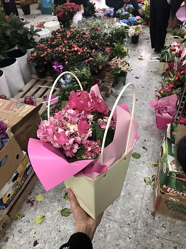 Букеты из живых цветов: Гортензии в декоративных пакетах-кофрах - Композиции из цветущих — 1