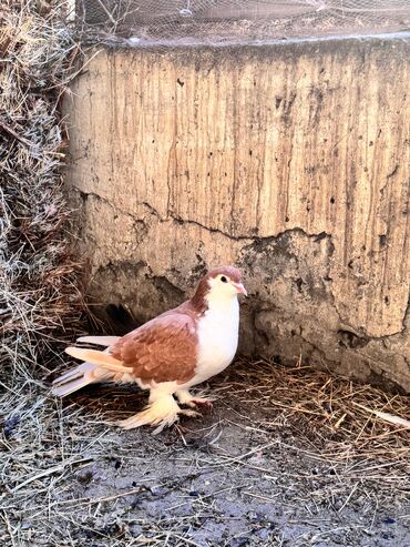 Göyərçinlər: Məhsul: Qanadlı ev heyvanı – saqqallı, lələkləri ayaqlı bəzəkli — 8