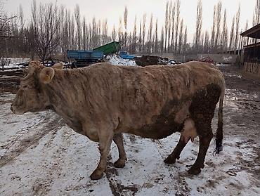 дойный коровы: Продаю | Корова (самка) | Алатауская | Для молока — 1