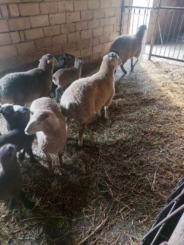 Quzu: Diri çəkisi 10 azn dan ətlik quzular — 11