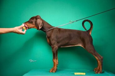 Psi: Registrovana odgajivačnica SCHWARZE MACHT nudi prelepu štenad na lalafo.rs — 12 Psi: Registrovana odgajivačnica SCHWARZE MACHT nudi prelepu štenad — 12