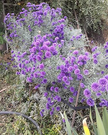 малинова: Саженцы Новобельгийская астра, гортензия, хоста, Лилия Многолетние — 5
