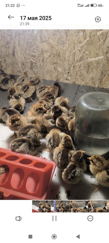 Птицы: Продаю Чистокровные Кучинские мясо яичного направления,130 сом штук в
