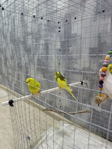 Tutuquşları: 1 ədəd - 20 manat Sevgi və qayğı göstərə biləcək insanlara dalğalı — 6