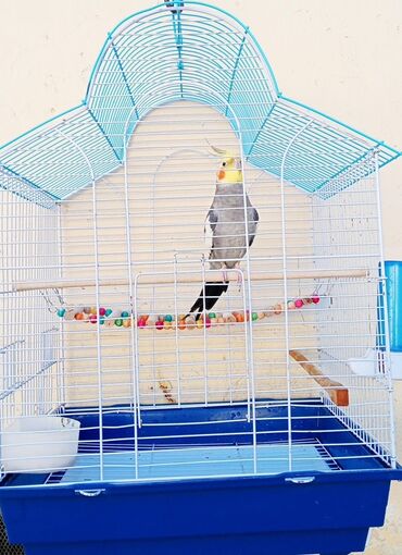 сколько стоит аквариум: Məhsul: Nimfa tutuquşusu (cockatiel) və qəfəs dəsti Təsvir: - Rəng