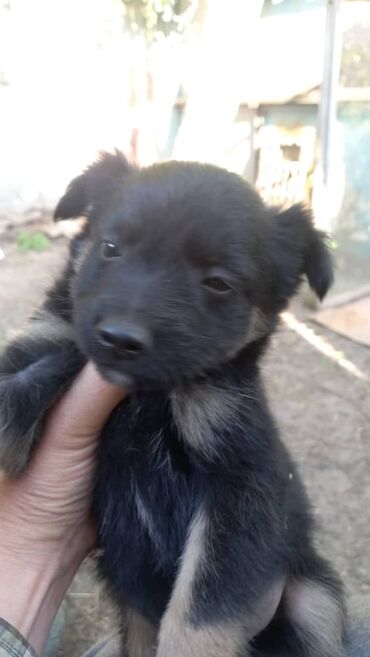 хмонг собака: Отдам бесплатно щенка в добрые руки кушает сам от глистов и паразитов