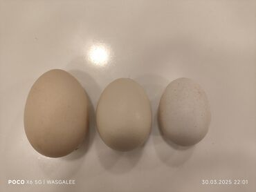 Xoruzlar: Xoruz, Brama, il: 1, Ünvandan götürmə, Ödənişli çatdırılma — 16