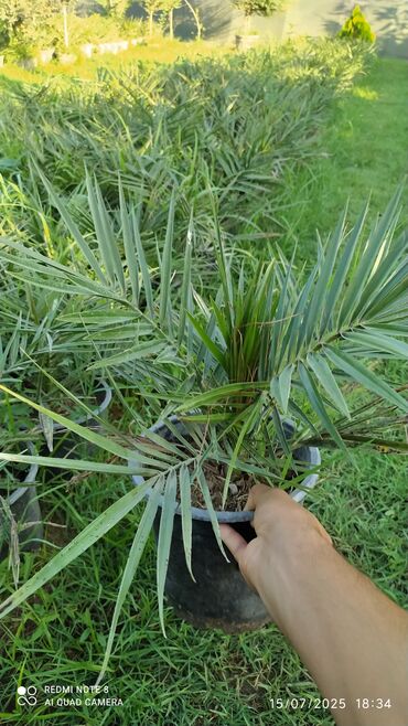 lavanda toxumu qiymeti: Finik Palma hər qiymətə olanı var ətraflı məlumat üçün əlaqə saxlaya