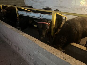 Коровы, быки: Продаю | Бык (самец) | На откорм — 12