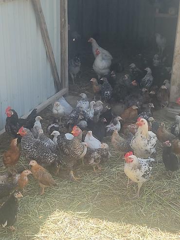 naxcivan heyvan elanlari: Sifariş üçün yerli fermada bəslənən toyuqlar Məhsul təsviri: - Ev — 6
