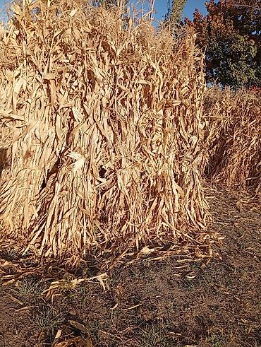 колоновидные яблоки: Сухие кукурузные стебли (corn stalks) для декора и хозяйственных нужд — 1