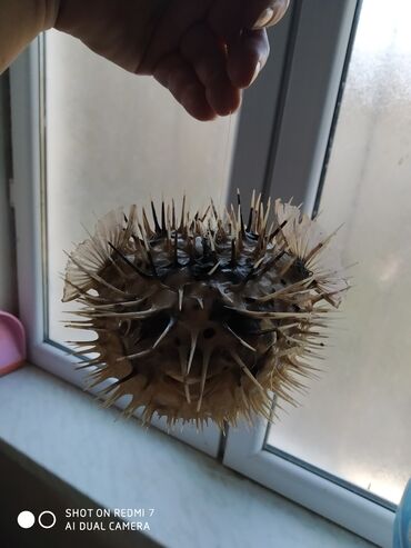 Digər ev dekoru: Рыба -еж рыба-шар чучело в наличии 2 шт — 5
