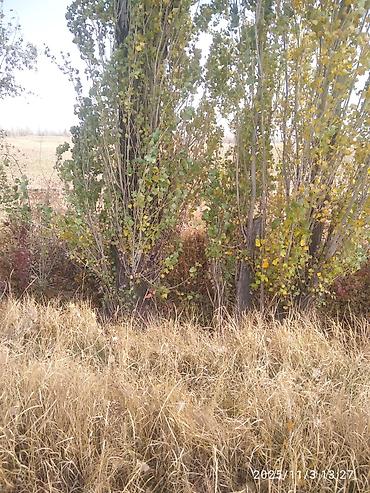 Тополь: Тополя для озеленения/живой изгороди - Порода: тополь (пирамидальный — 4