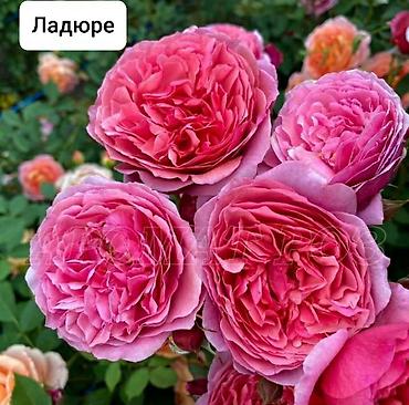 алоказии: Роза — 5