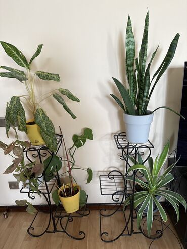 Другие комнатные растения: Комнатные растения по доступной цене