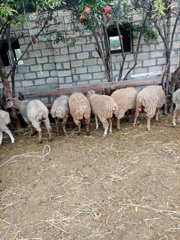 Qoyunlar, qoçlar: Məhsul: Qoyun və inək təsərrüfatı heyvanları - Şəkillərdə fərqli rəng — 3