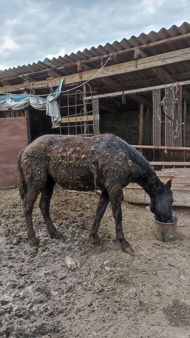 лошадь кыргызстан: Продаю | Кобыла (самка) | На забой, Для разведения