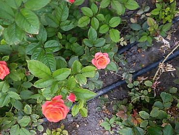red gensing: Оптом Саженцы роз. колличество 5-6т — 7