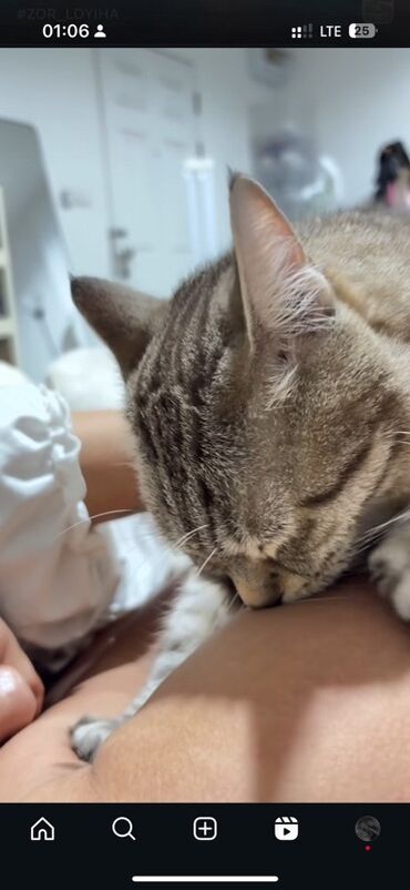 купить домик для кошки недорого: Ищу работу срочно можно и онлайн подработки Девушка 20л молодая