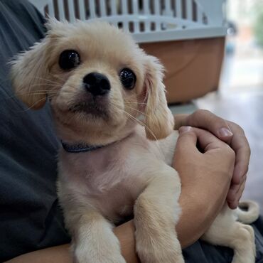 it sekli: Pekines, 3 ay, Erkek, Peyvəndli, Ünvandan götürmə