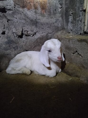 Козы, козлы: Продаю | Козёл (самец) | Битал | Для разведения — 22