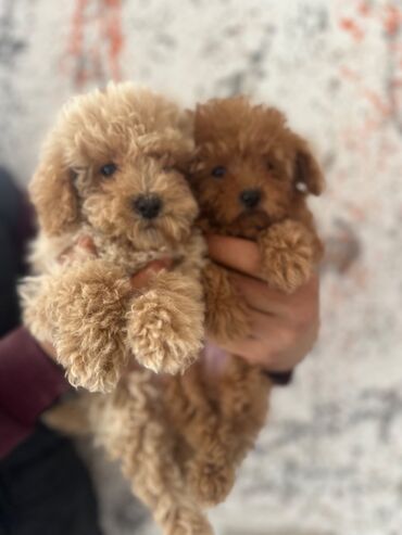 İtlər: Pudel, 2 ay, Erkek, Peyvəndli, Pulsuz çatdırılma — 6