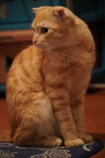шотландская веслоухая: Кот приучена к лотку Домашний, ухоженный, чистый Не стерилизована