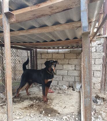 İtlər: Rotveyler, 1 ay, Erkek, Peyvəndli, Ünvandan götürmə