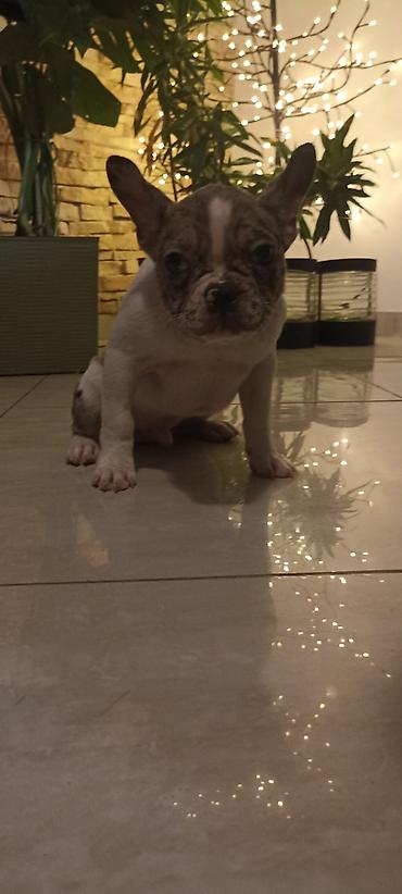 Psi: Stenad francuskog buldoga dva merle muzjaka 3.5 meseca Vakcinisani — 2