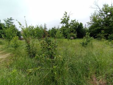 Torpaq sahələrinin satışı: 6 sot, Tikinti, Barter mümkündür, Kupça (Çıxarış) -da lalafo.az — 9 Torpaq sahələrinin satışı: 6 sot, Tikinti, Barter mümkündür, Kupça (Çıxarış) — 9