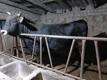 Коровы, быки: Продаю | Бык (самец) | Швицкая | На забой — 1