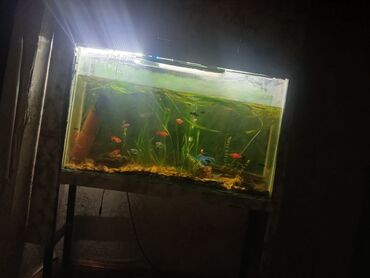 Heyvanlar: Dördbucaq akvarium, Balıqlarla birlikdə, 120 l, Ünvandan götürmə