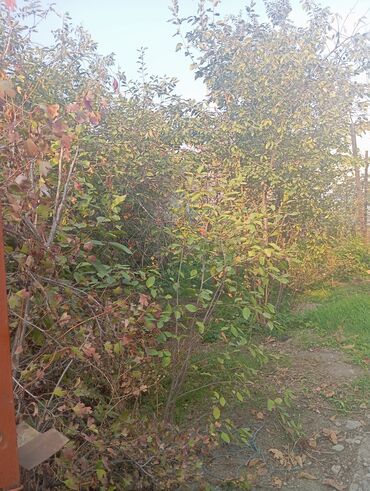 Продажа домов: Барачный, 42 м², 2 комнаты, Собственник, Косметический ремонт at lalafo.kg — 12 Продажа домов: Барачный, 42 м², 2 комнаты, Собственник, Косметический ремонт — 12