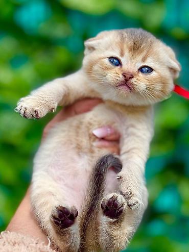 Pişiklər: Britan — 7